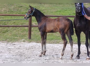 Mecklenburger warmbloed, Merrie, veulen (04/2024), Donkerbruin