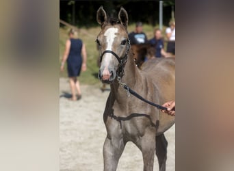 Mecklenburger warmbloed, Merrie, veulen (04/2024), Schimmel