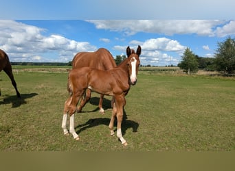Mecklenburger warmbloed, Merrie, Veulen (07/2025), Vos