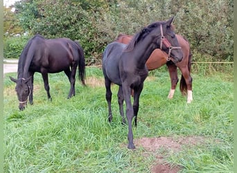 Mecklenburger warmbloed, Merrie, Veulen (01/2025), Zwart