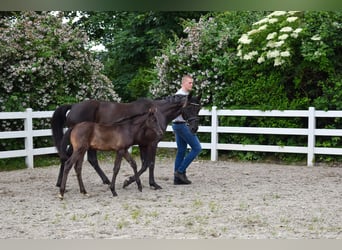 Mecklenburger warmbloed, Merrie, Veulen (05/2026), Zwart