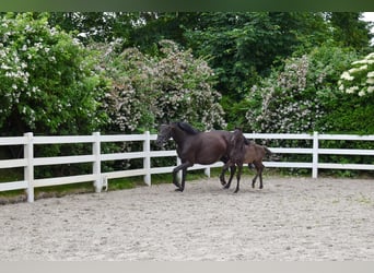 Mecklenburger warmbloed, Merrie, Veulen (05/2026), Zwart