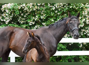 Mecklenburger warmbloed, Merrie, Veulen (05/2026), Zwart