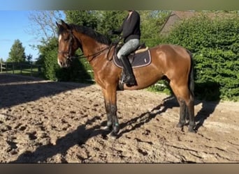Mecklenburger warmbloed, Ruin, 10 Jaar, 167 cm, Lichtbruin