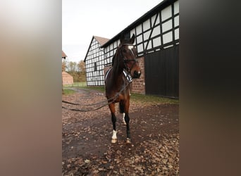 Mecklenburger warmbloed, Ruin, 10 Jaar, 170 cm, Donkerbruin