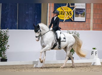 Mecklenburger warmbloed, Ruin, 10 Jaar, 172 cm, Schimmel