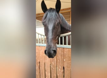 Mecklenburger warmbloed, Ruin, 11 Jaar, 166 cm, Zwart