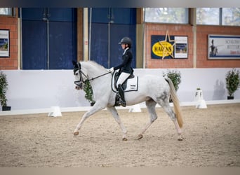 Mecklenburger warmbloed, Ruin, 11 Jaar, 172 cm, Schimmel
