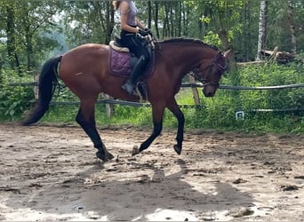 Mecklenburger warmbloed, Ruin, 12 Jaar, 172 cm, Bruin