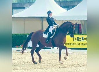 Mecklenburger warmbloed, Ruin, 12 Jaar, 176 cm, Donkere-vos