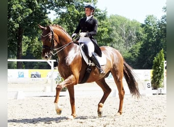 Mecklenburger warmbloed, Ruin, 12 Jaar, 176 cm, Donkere-vos