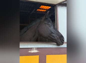 Mecklenburger warmbloed, Ruin, 15 Jaar, 168 cm, Zwart
