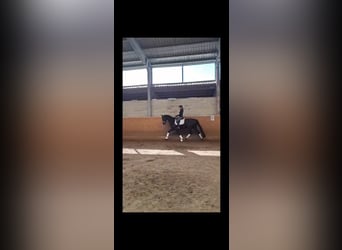 Mecklenburger warmbloed, Ruin, 15 Jaar, 169 cm, Zwart