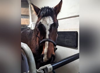 Mecklenburger warmbloed, Ruin, 2 Jaar, Bruin