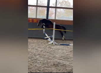 Mecklenburger warmbloed, Ruin, 3 Jaar, 153 cm, Donkerbruin