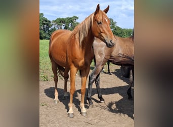 Mecklenburger warmbloed, Ruin, 3 Jaar, 165 cm, Vos