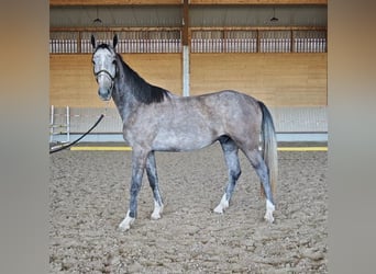 Mecklenburger warmbloed, Ruin, 3 Jaar, 168 cm, Schimmel