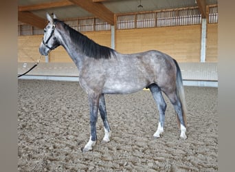 Mecklenburger warmbloed, Ruin, 3 Jaar, 168 cm, Schimmel