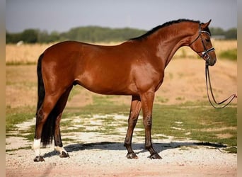 Mecklenburger warmbloed, Ruin, 3 Jaar, 170 cm, Bruin