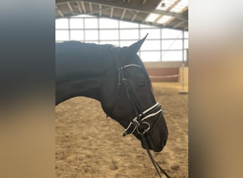 Mecklenburger warmbloed, Ruin, 3 Jaar, 172 cm, Zwart