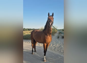 Mecklenburger warmbloed, Ruin, 4 Jaar, 161 cm, Bruin