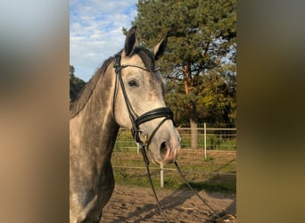 Mecklenburger warmbloed, Ruin, 4 Jaar, 162 cm, Appelschimmel
