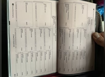 Mecklenburger warmbloed, Ruin, 4 Jaar, 163 cm, Gevlekt-paard