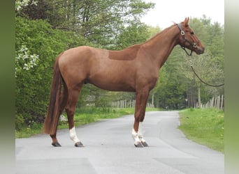 Mecklenburger warmbloed, Ruin, 4 Jaar, 167 cm, Vos