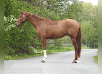 Mecklenburger warmbloed, Ruin, 4 Jaar, 167 cm, Vos