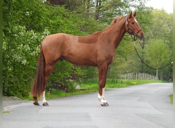 Mecklenburger warmbloed, Ruin, 4 Jaar, 167 cm, Vos