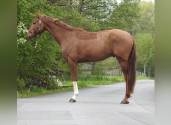 Mecklenburger warmbloed, Ruin, 4 Jaar, 167 cm, Vos