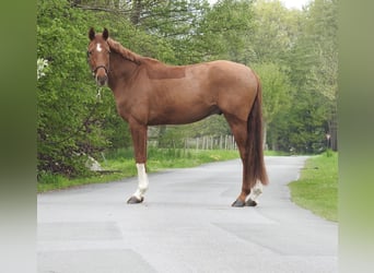Mecklenburger warmbloed, Ruin, 4 Jaar, 167 cm, Vos
