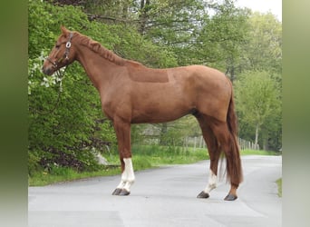 Mecklenburger warmbloed, Ruin, 4 Jaar, 167 cm, Vos