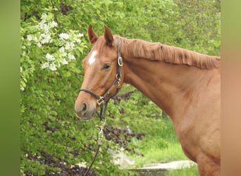 Mecklenburger warmbloed, Ruin, 4 Jaar, 167 cm, Vos