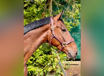 Mecklenburger warmbloed, Ruin, 4 Jaar, 170 cm, Bruin