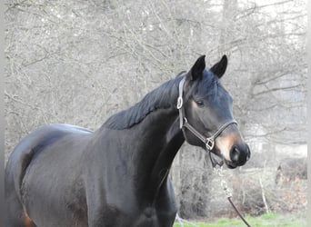 Mecklenburger warmbloed, Ruin, 4 Jaar, 170 cm, Donkerbruin
