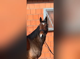 Mecklenburger warmbloed, Ruin, 5 Jaar, 162 cm, Bruin