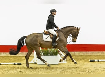 Mecklenburger warmbloed, Ruin, 5 Jaar, 162 cm, Bruin