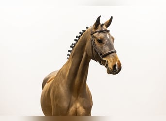 Mecklenburger warmbloed, Ruin, 5 Jaar, 162 cm, Bruin