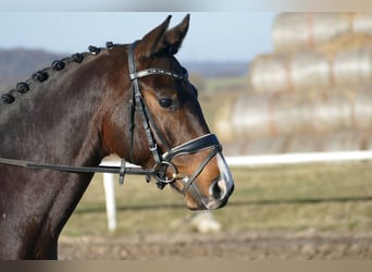 Mecklenburger warmbloed, Ruin, 5 Jaar, 164 cm, Donkerbruin