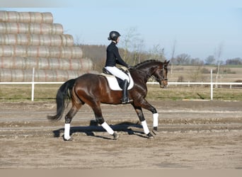 Mecklenburger warmbloed, Ruin, 5 Jaar, 164 cm, Donkerbruin