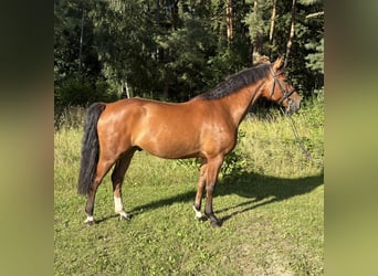 Mecklenburger warmbloed, Ruin, 5 Jaar, 165 cm, Bruin