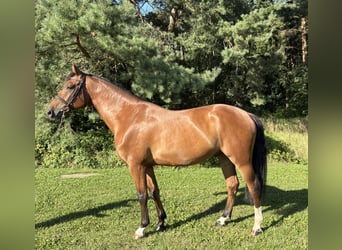 Mecklenburger warmbloed, Ruin, 5 Jaar, 165 cm, Bruin