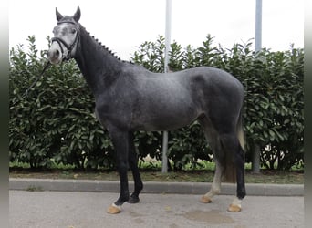 Mecklenburger warmbloed, Ruin, 5 Jaar, 169 cm, Appelschimmel