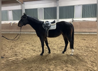 Mecklenburger warmbloed, Ruin, 5 Jaar, 170 cm, Donkerbruin
