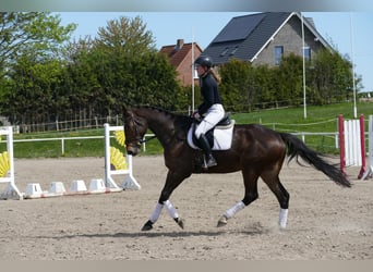 Mecklenburger warmbloed, Ruin, 5 Jaar, 172 cm, Donkerbruin