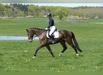 Mecklenburger warmbloed, Ruin, 5 Jaar, 172 cm, Donkerbruin