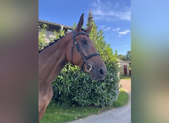 Mecklenburger Warmblut, Wallach, 5 Jahre, 180 cm, Brauner