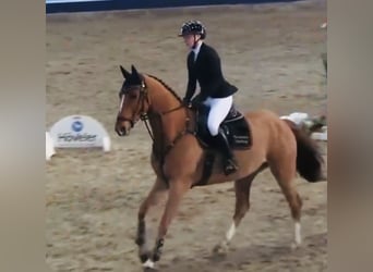 Mecklenburger warmbloed, Ruin, 6 Jaar, 166 cm, Vos