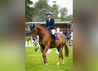 Mecklenburger warmbloed, Ruin, 6 Jaar, 168 cm, Donkere-vos